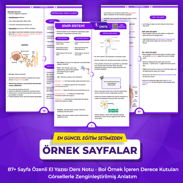 11. Sınıf Biyoloji Seti - Görsel 2